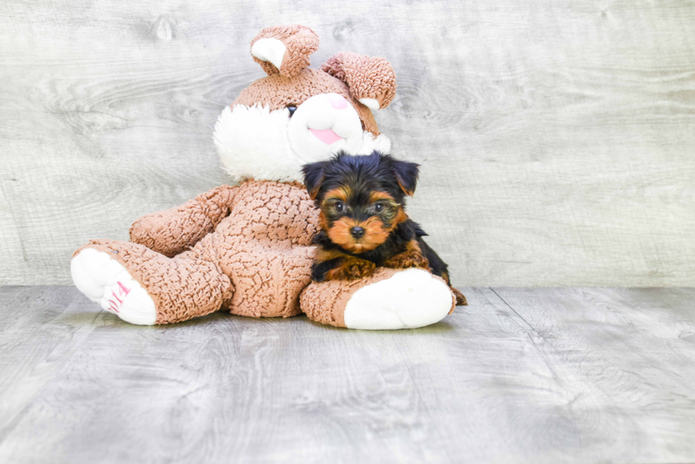 Meet Roscoe - our Yorkshire Terrier Puppy Photo 