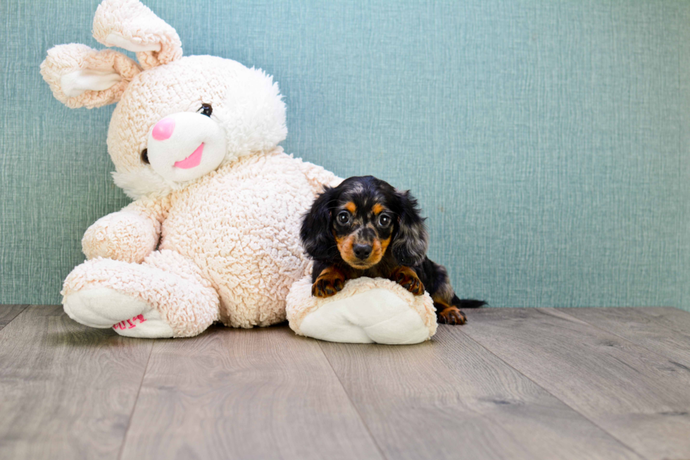 Cute Dachshund Baby