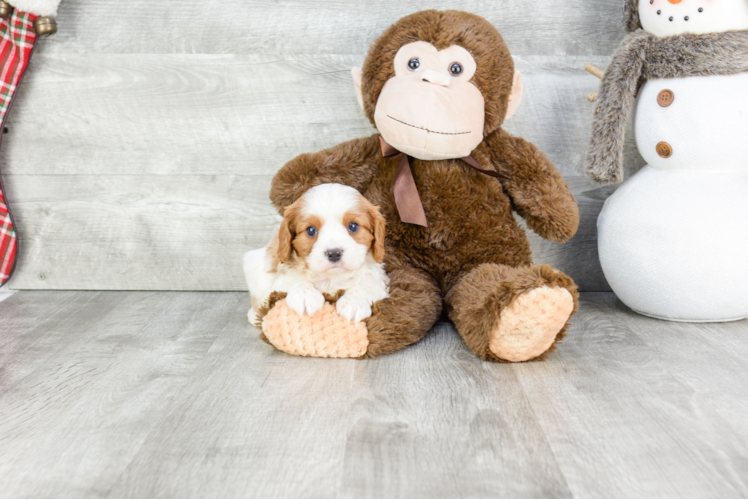 Best Cavalier King Charles Spaniel Baby