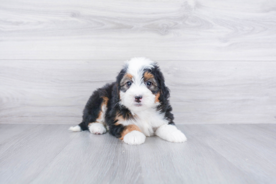 Mini Bernedoodle Puppy for Adoption