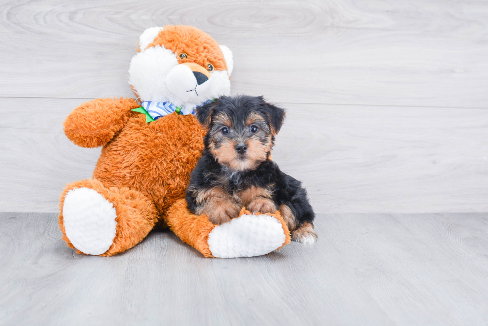 Meet Jeremy - our Yorkshire Terrier Puppy Photo 