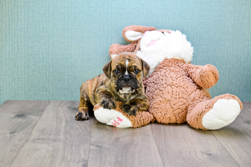 Best English Bulldog Baby