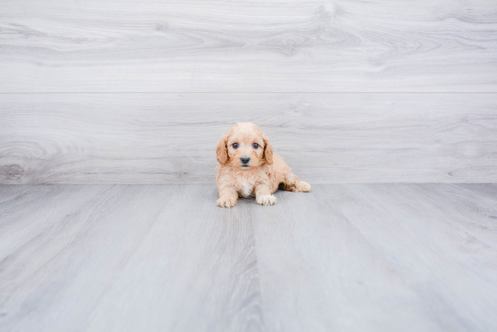 Playful Cavoodle Poodle Mix Puppy