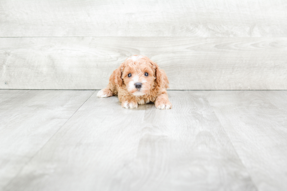 Cavapoo Pup Being Cute