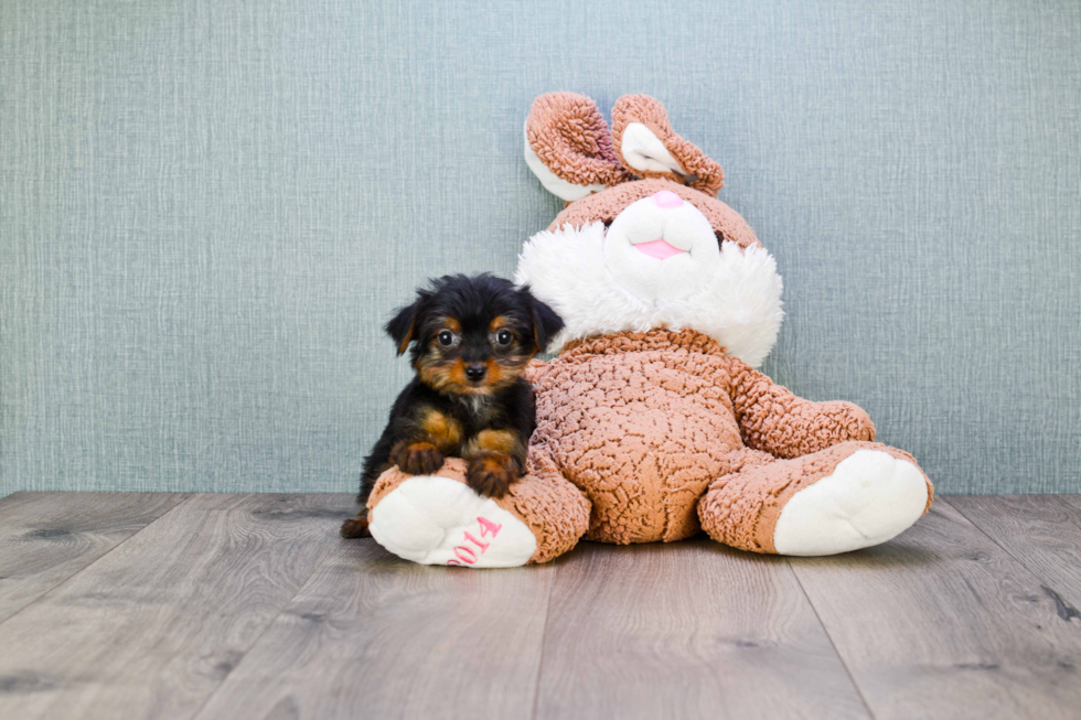 Meet Steph - our Yorkshire Terrier Puppy Photo 