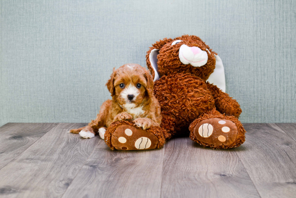 Cavapoo Pup Being Cute