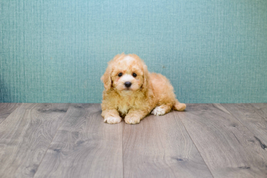 Happy Cavapoo Baby