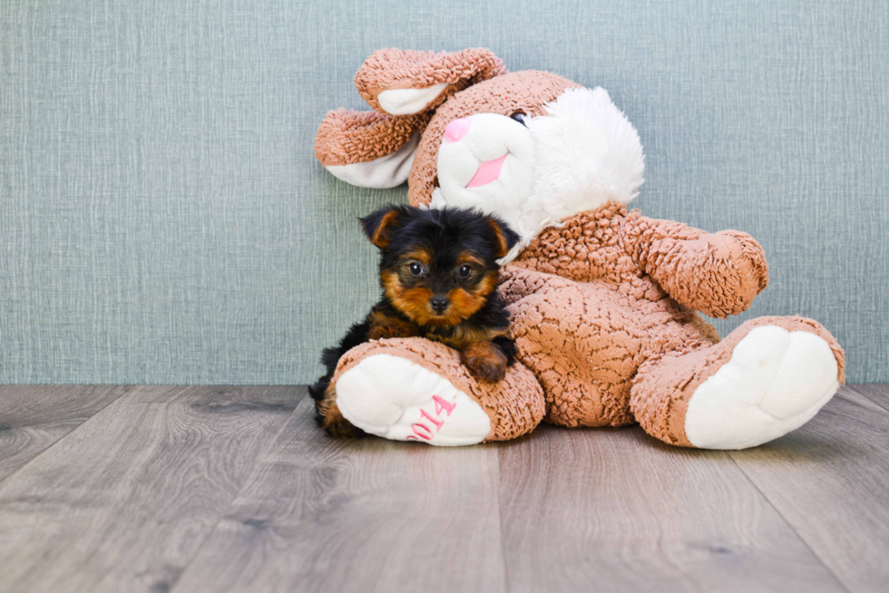 Meet Steph - our Yorkshire Terrier Puppy Photo 