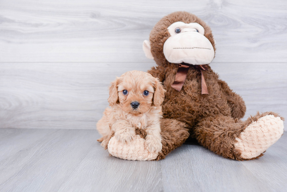 Cavapoo Puppy for Adoption