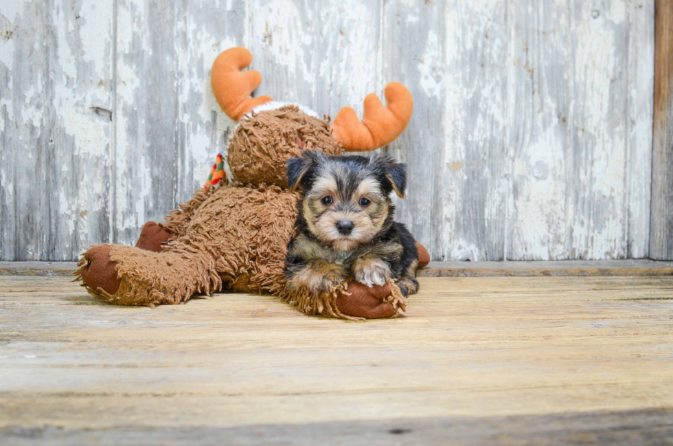 Morkie Puppy for Adoption