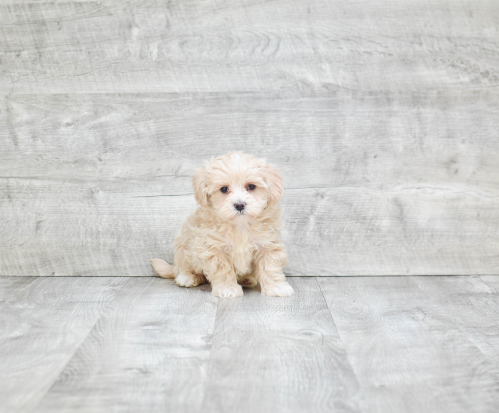 Hypoallergenic Maltepoo Poodle Mix Puppy