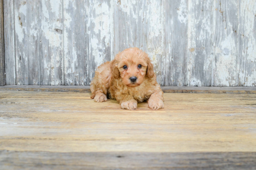 Little Cavoodle Poodle Mix Puppy