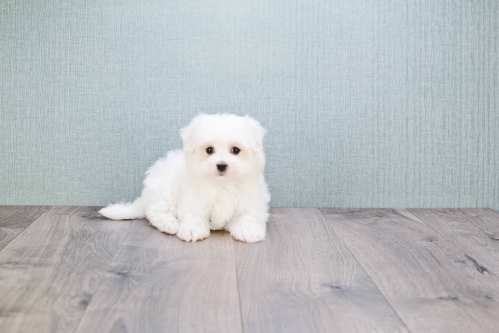 Maltese Puppy for Adoption