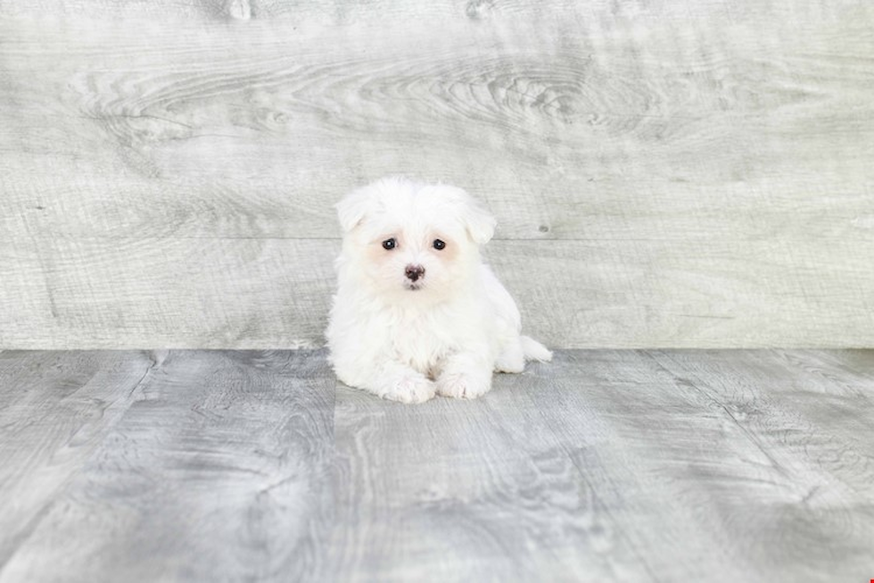 Energetic Maltepoo Poodle Mix Puppy