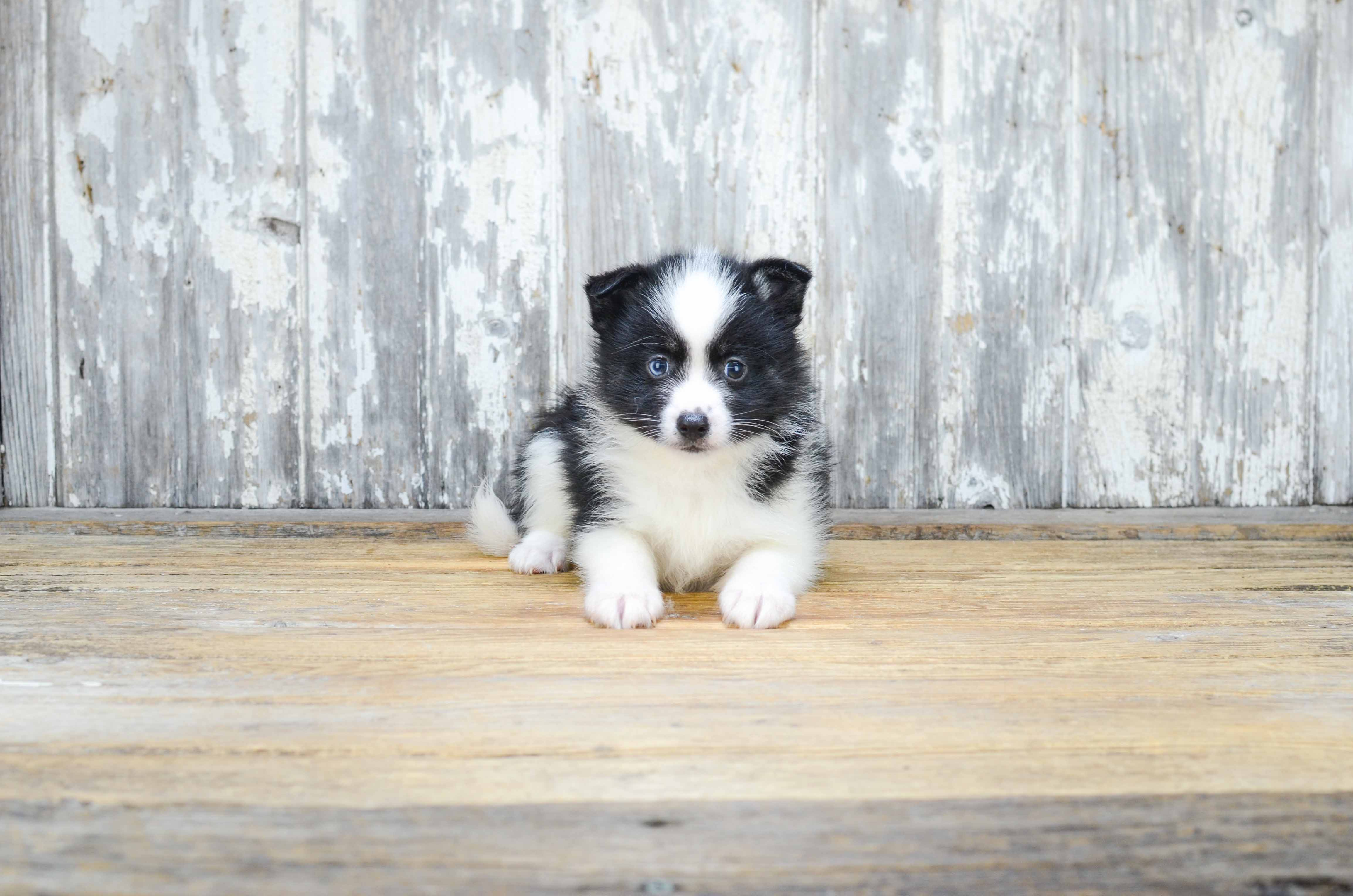 Pomsky Puppy for Adoption