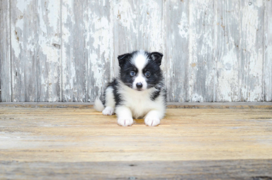 Pomsky Puppy for Adoption