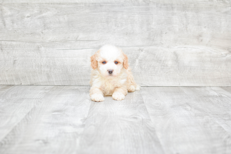 Smart Mini Bernedoodle Poodle Mix Pup