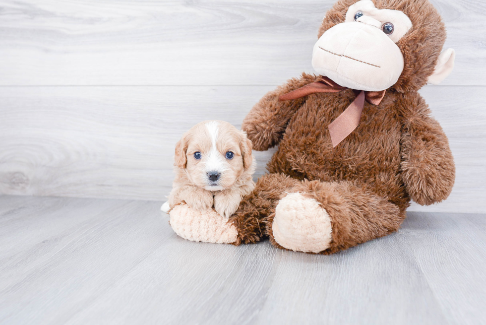 Best Cavapoo Baby