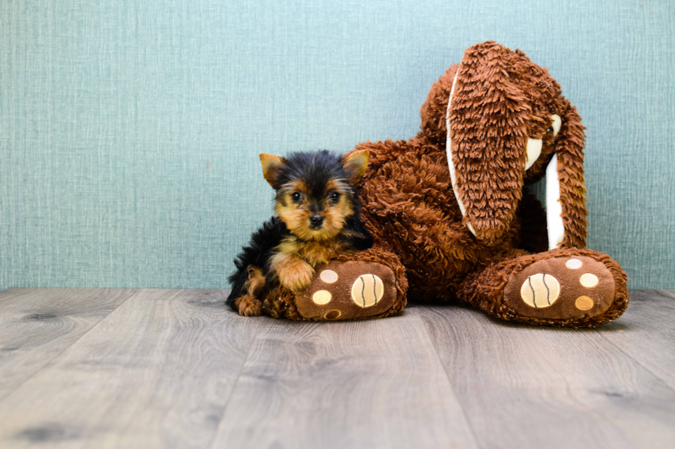 Meet Tinkerbell - our Yorkshire Terrier Puppy Photo 