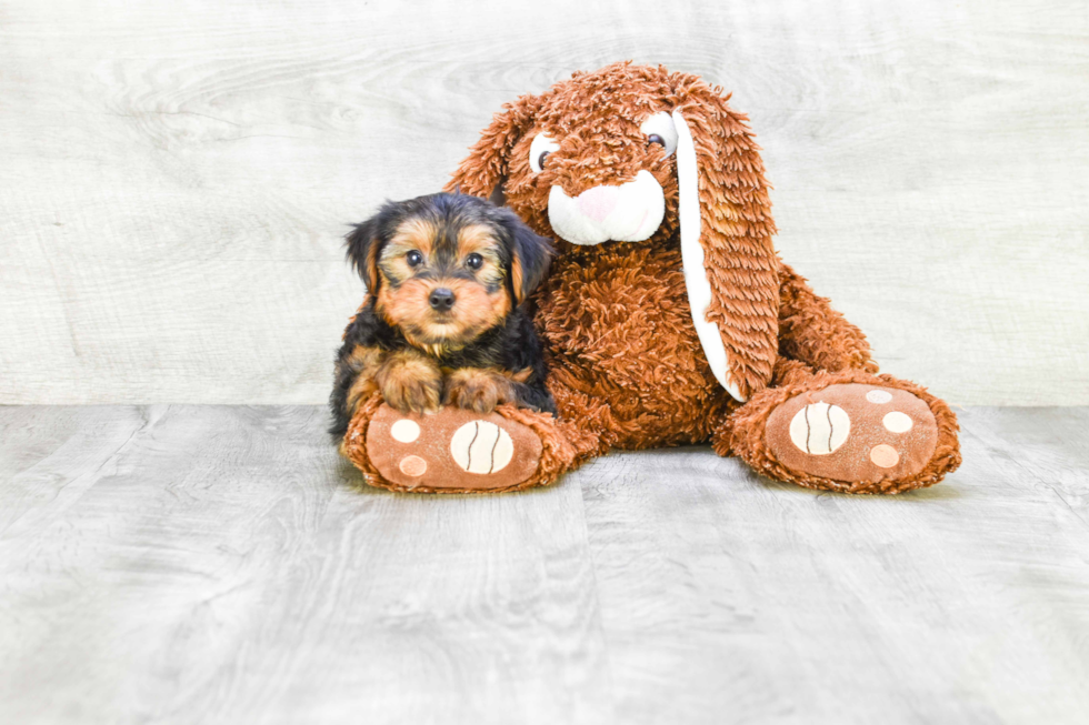 Meet Jeremy - our Yorkshire Terrier Puppy Photo 