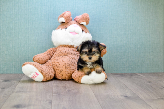 Happy Morkie Baby