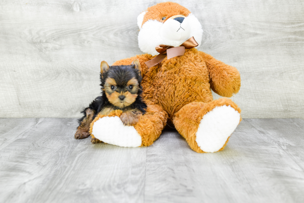 Meet Ronaldo - our Yorkshire Terrier Puppy Photo 