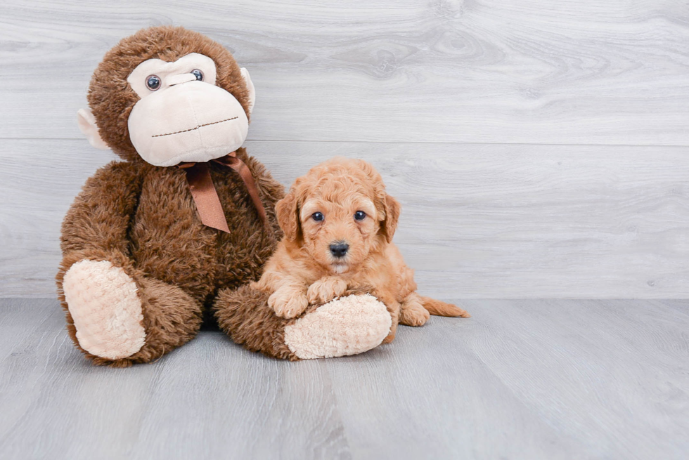 Fluffy Mini Goldendoodle Poodle Mix Pup