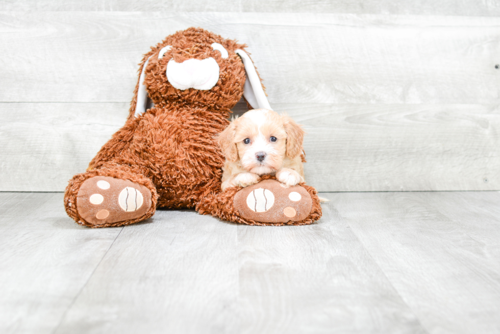 Funny Cavapoo Poodle Mix Pup