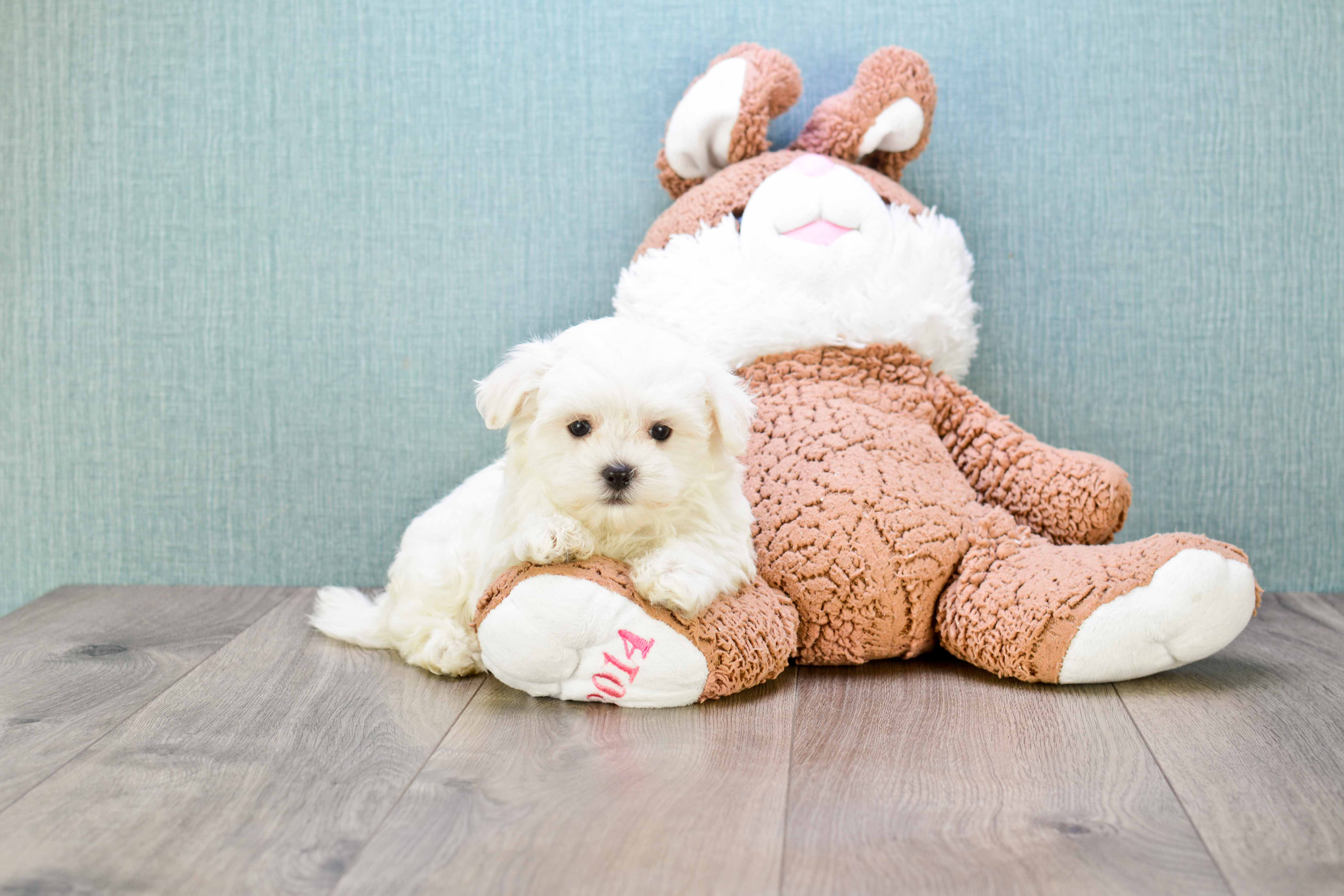 Playful Maltese Purebred Pup