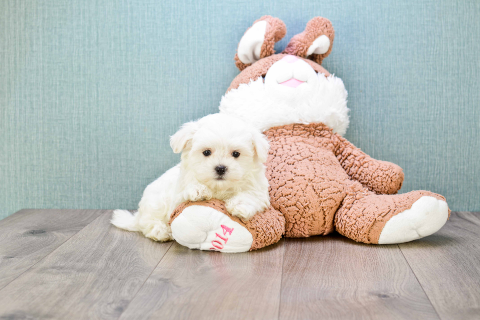 Playful Maltese Purebred Pup