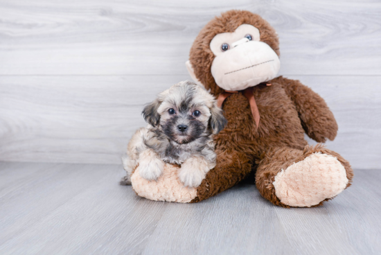 Small Maltipoo Baby