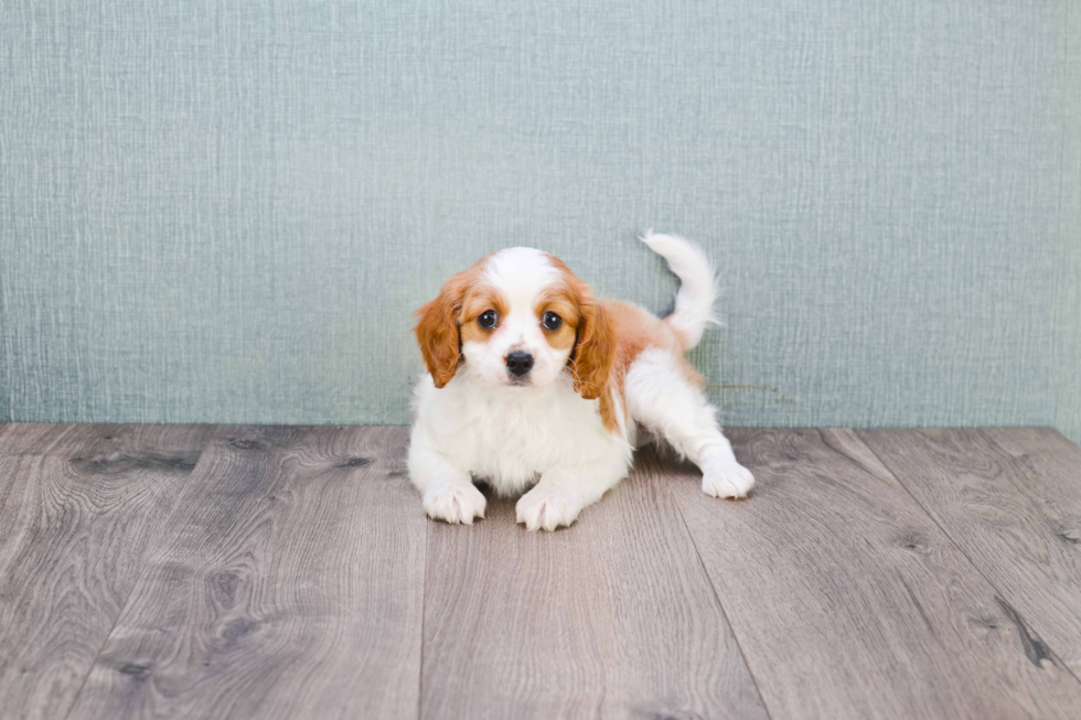 Cavapoo Puppy for Adoption