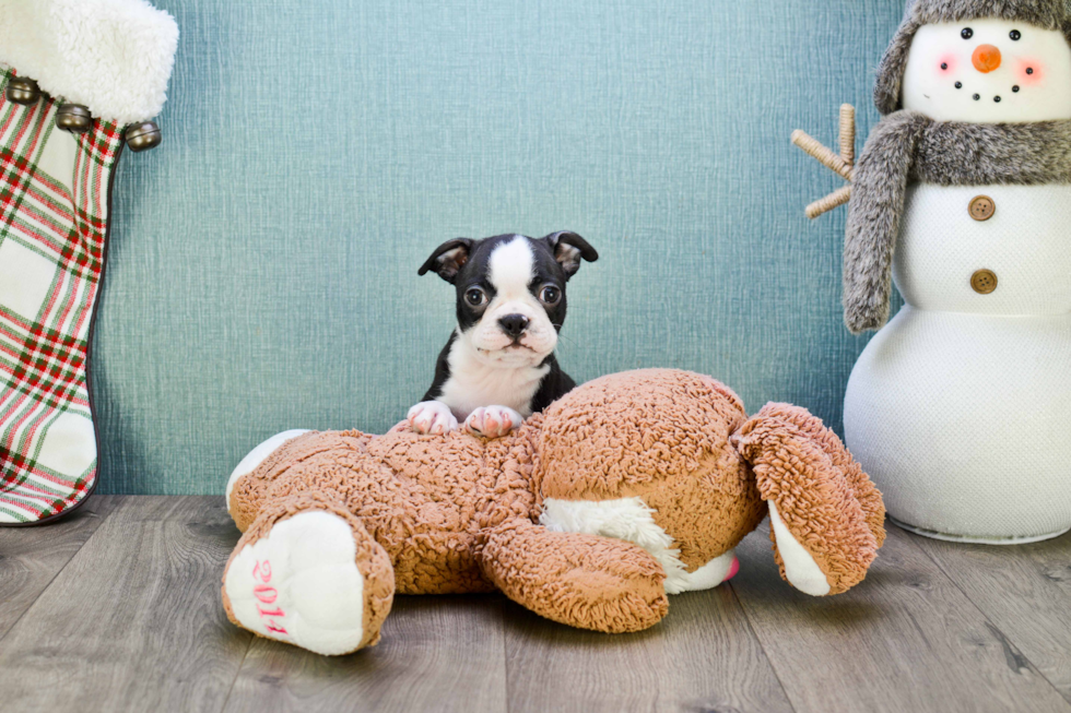 Boston Terrier Pup Being Cute