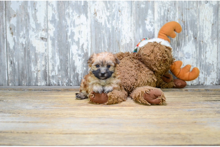 Morkie Puppy for Adoption