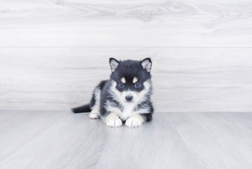 Pomsky Pup Being Cute