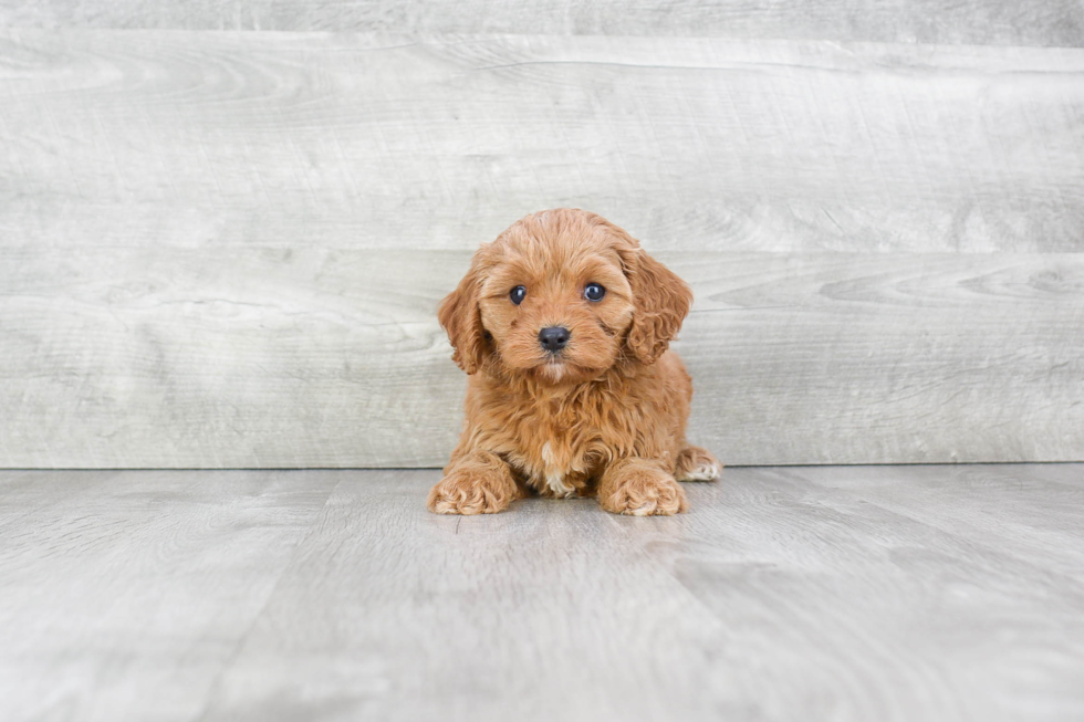 Best Cavapoo Baby