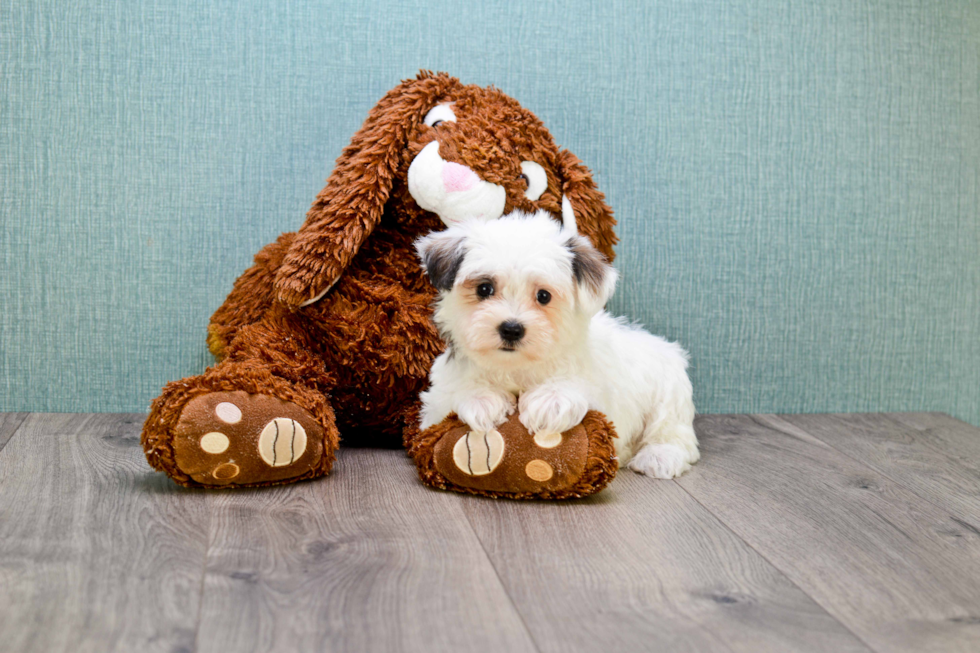 Best Morkie Baby