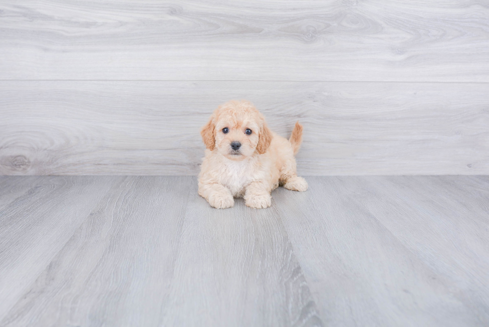 Funny Cavapoo Poodle Mix Pup