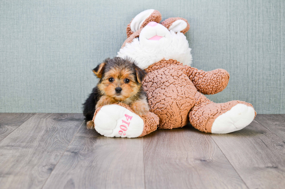 Meet Goldie - our Yorkshire Terrier Puppy Photo 