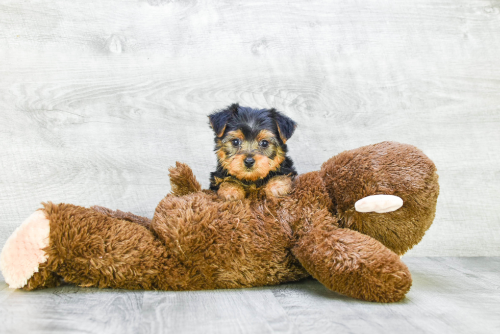 Meet Bella - our Yorkshire Terrier Puppy Photo 