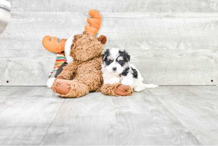 Playful Yorkie Designer Puppy