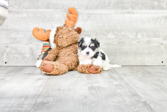 Playful Yorkie Designer Puppy