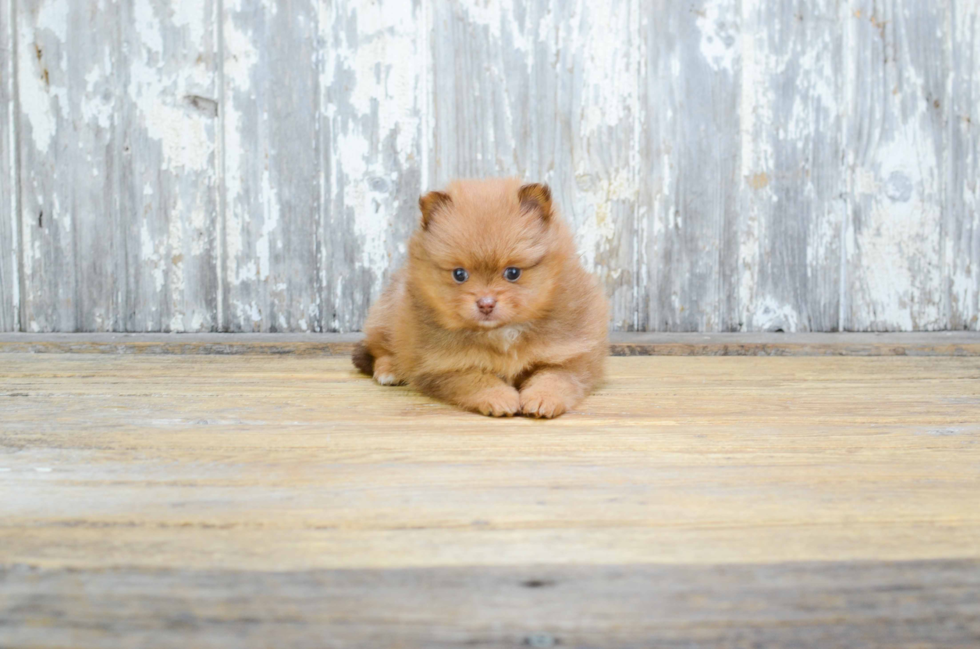 Pomeranian Pup Being Cute