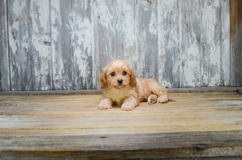 Cavapoo Puppy for Adoption