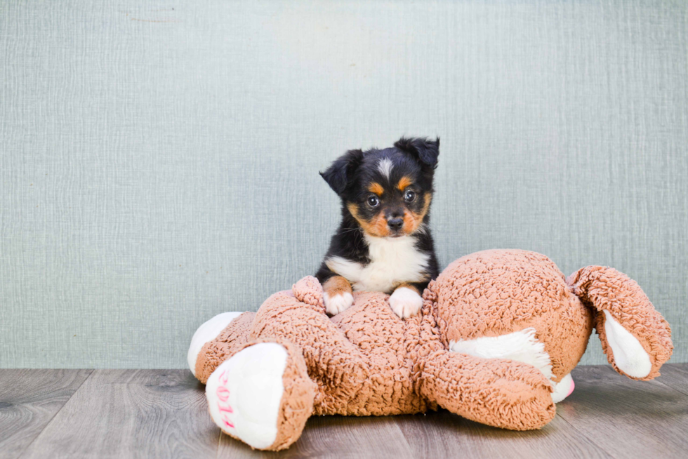 Mini Aussiedoodle Pup Being Cute