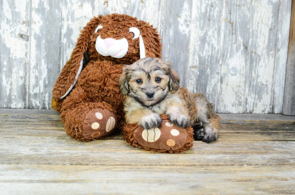 Friendly Morkie Baby