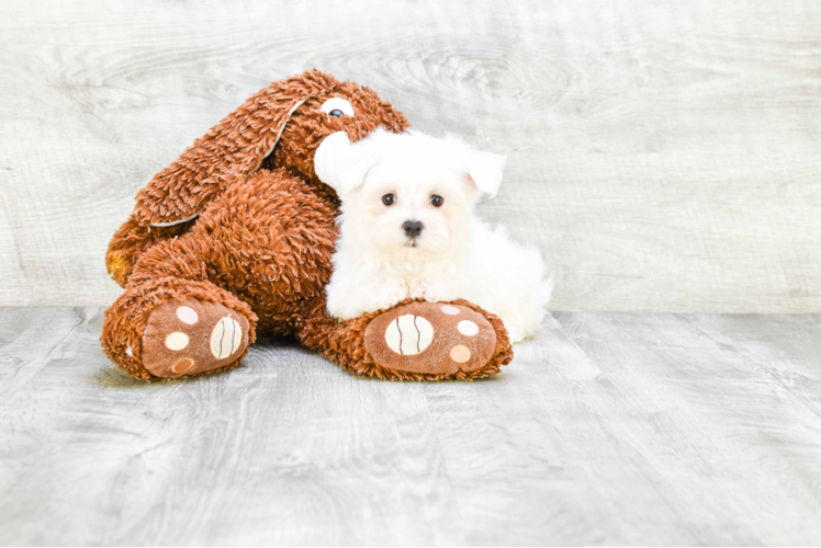 Maltese Puppy for Adoption