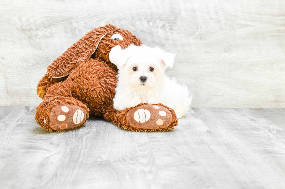 Maltese Puppy for Adoption