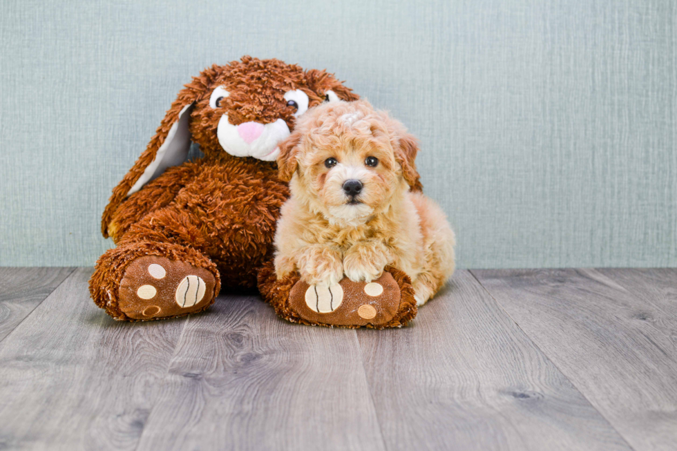 Best Maltipoo Baby