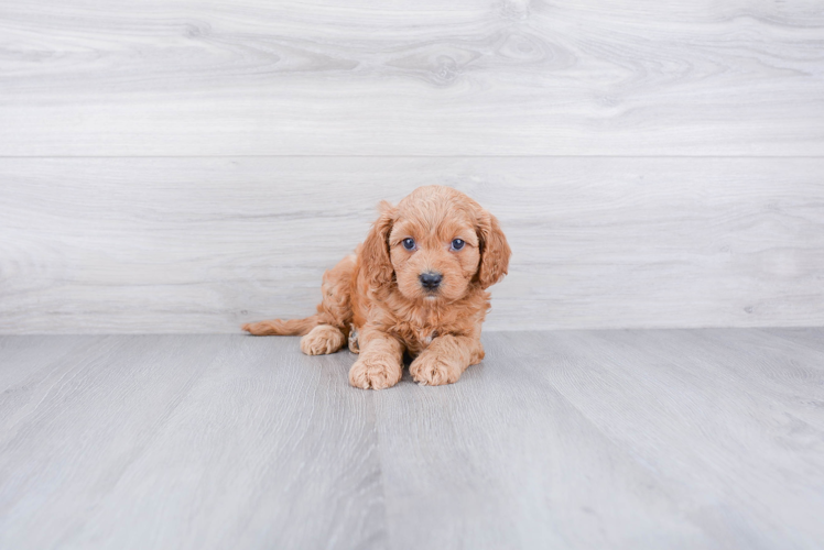 Sweet Cavapoo Baby